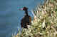 Red faced cormorant.  Breeding season.